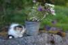 edengirl7weeks286159_small.jpg