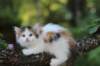 edengirl7weeks28615_small.jpg