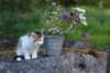 edengirl7weeks286163_small.jpg
