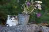 edengirl7weeks286166_small.jpg