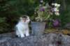 edengirl7weeks286172_small.jpg