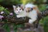 edengirl7weeks28618_small.jpg