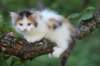 edengirl7weeks28629_small.jpg