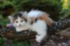edengirl7weeks28651_small.jpg