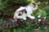 edengirl7weeks28661_small.jpg