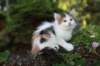 edengirl7weeks28671_small.jpg