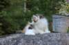 edengirl7weeks28682_small.jpg