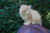 eliazar115viikkoa27716_small.jpg
