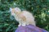 eliazar115viikkoa27718_small.jpg