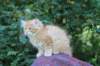 eliazar115viikkoa27719_small.jpg