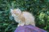 eliazar115viikkoa27721_small.jpg
