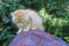 eliazar115viikkoa27725_small.jpg