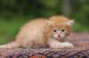 eliazar4weeks5612_small.jpg