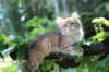 eliphai115viikkoa27713_small.jpg