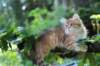 eliphai115viikkoa27715_small.jpg