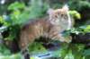 eliphai115viikkoa27716_small.jpg