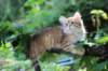 eliphai115viikkoa27718_small.jpg