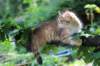 eliphai115viikkoa27719_small.jpg