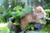 eliphai115viikkoa27720_small.jpg