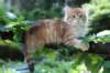 eliphai115viikkoa2775_small.jpg