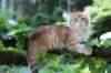 eliphai115viikkoa2776_small.jpg