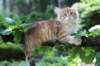 eliphai115viikkoa2777_small.jpg