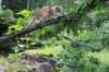 eliphai125viikkoa4814_small.jpg