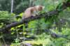 eliphai125viikkoa4817_small.jpg