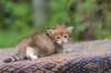 eliphai4weeks5611_small.jpg