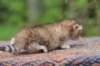 eliphai4weeks5613_small.jpg