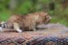 eliphai4weeks5614_small.jpg