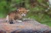 eliphai4weeks5619_small.jpg