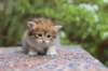 eliphai4weeks561_small.jpg