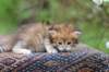 eliphai4weeks5620_small.jpg
