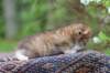 eliphai4weeks5629_small.jpg