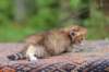 eliphai4weeks562_small.jpg