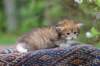 eliphai4weeks5630_small.jpg