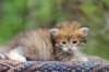 eliphai4weeks5634_small.jpg
