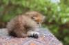 eliphai4weeks5638_small.jpg