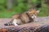 eliphai4weeks563_small.jpg