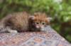 eliphai4weeks5642_small.jpg