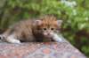 eliphai4weeks5643_small.jpg
