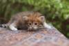 eliphai4weeks5644_small.jpg