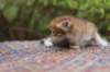 eliphai4weeks5646_small.jpg