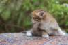 eliphai4weeks5647_small.jpg