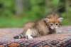 eliphai4weeks564_small.jpg