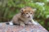 eliphai4weeks5650_small.jpg