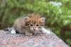 eliphai4weeks5653_small.jpg