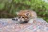 eliphai4weeks5655_small.jpg
