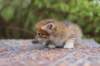 eliphai4weeks5656_small.jpg